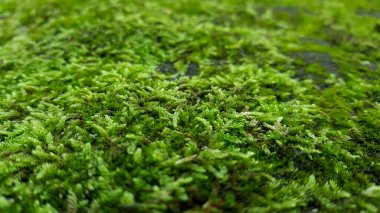 Doku, gölgeler, yeşil yosunların genel arka planı eski kireçtaşı duvarında..