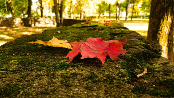 木冠の陰にある古い石積みの緑の苔には 赤い紅葉が気軽に落ちました — ストック写真