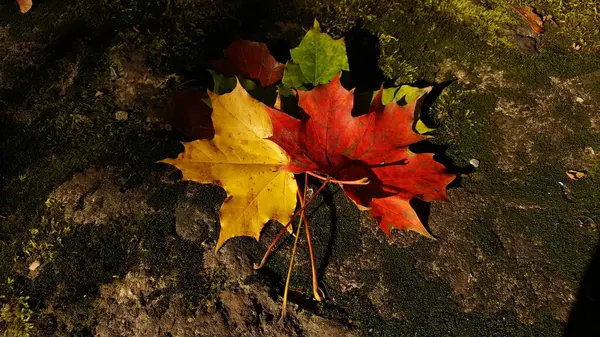 Großaufnahme Bunter Blätter Des Herbst Ahorns Die Auf Einem Alten — Stockfoto