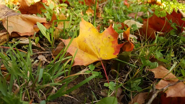 他の落ち葉と緑の草の上に黄褐色のカエデの葉 — ストック写真
