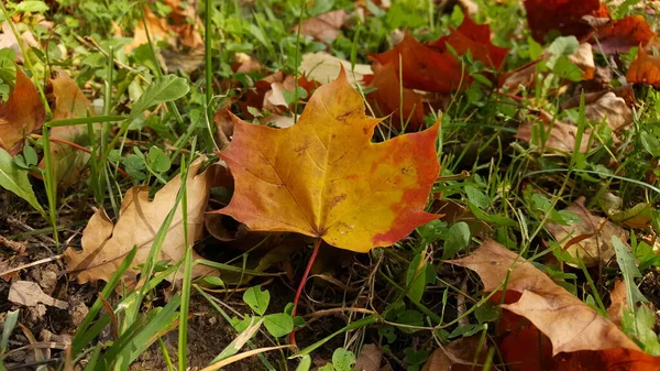 Close Autumn Yellow Red Maple Leaf Green Lawn Backdrop Fallen — Stock Photo, Image