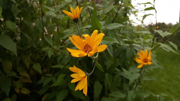 Flor Alcachofra Jerusalém Amarela Detalhes Luz Suave Uma Noite Outono — Fotografia de Stock