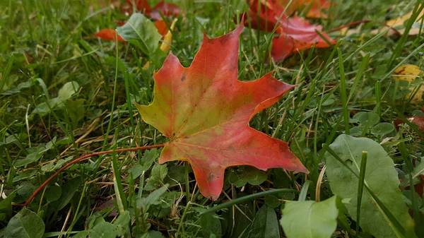 Herbst Rot Grüne Ahornblätter Nahaufnahme Auf Grünem Rasen Abgefallene Rote — Stockfoto