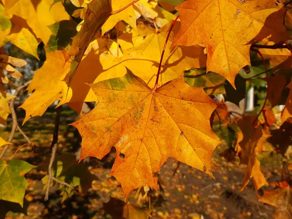 Golden Maple Leaf Close Golden Maple Tree Sunlight Autumn Day — Stock Photo, Image