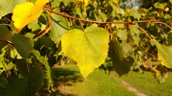 黄金の太陽の下で秋の都市公園環境の小枝の黄緑のリネンの葉のクローズアップ — ストック写真