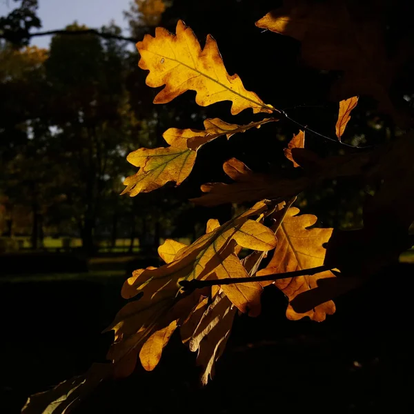 Goldene Eichenblätter Einem Gelben Sonnenstrahl Und Schatten Eines Stadtparks — Stockfoto