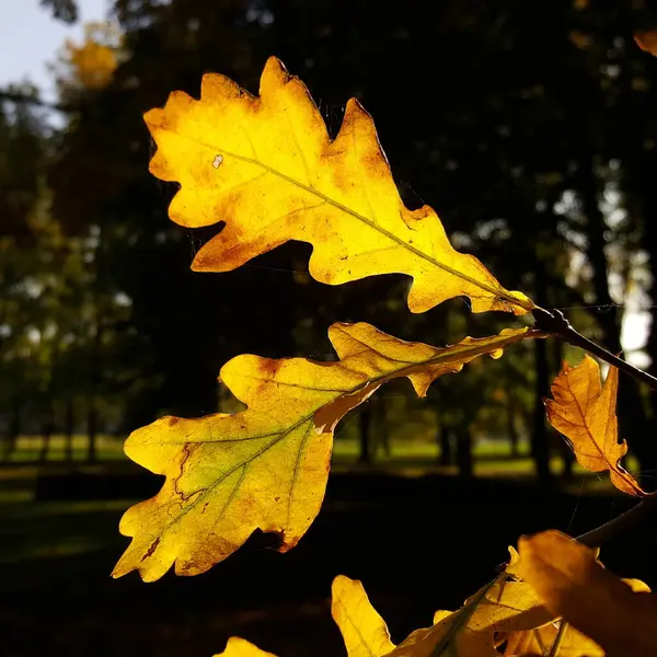 Herbstwunder Licht Und Schattenspiel Goldene Eichenblätter Leuchten Buchstäblich Schatten Des — Stockfoto