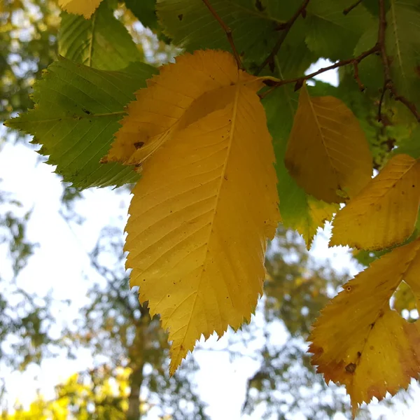 Gelbes Blatt Einer Herbstulme Nahaufnahme Weichen Licht Des Schattens Der — Stockfoto