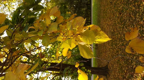 Ramo Olmo Con Fogliame Arioso Ingiallito Raggi Del Sole Sullo — Foto Stock