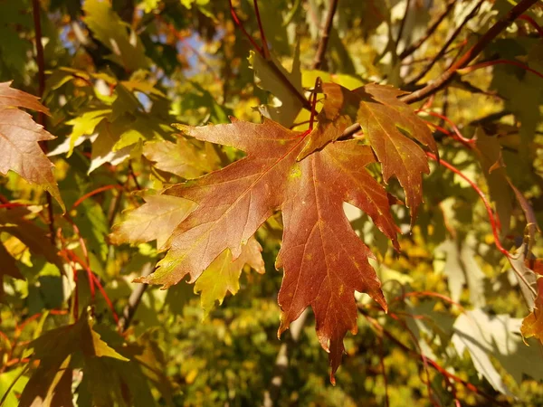 太陽の光が差し込む秋の紅葉を背景に シルバーメープルの赤茶色の緑の葉のクローズアップ — ストック写真