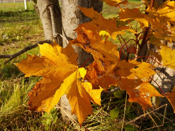 Altın sonbahar akçaağacı, parlak güneş ışığı altında bir park çimenliğinin arka planına yakın çekim yapar..