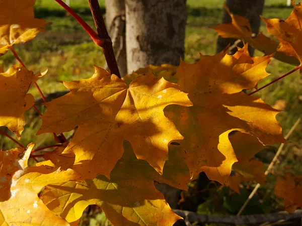 Gros Plan Des Feuilles Érable Jaune Dans Environnement Naturel Contre — Photo