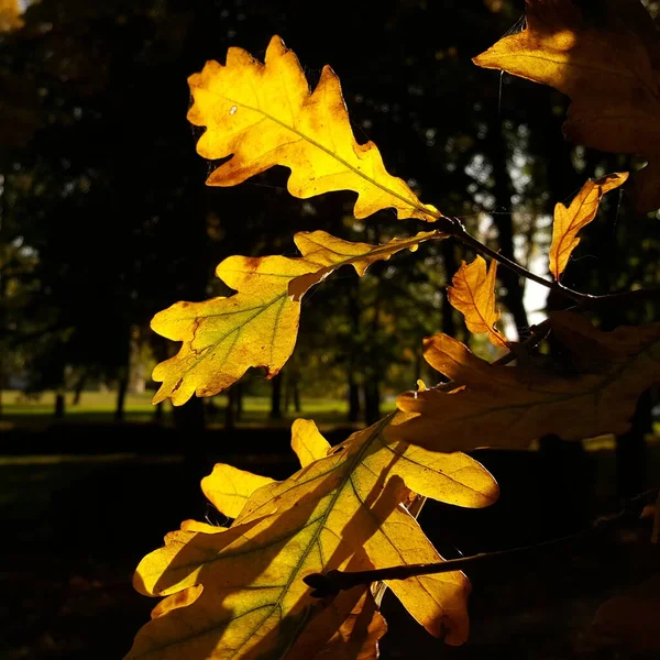 Het Spel Van Licht Schaduw Herfst Eiken Bladeren Gloeien Met — Stockfoto