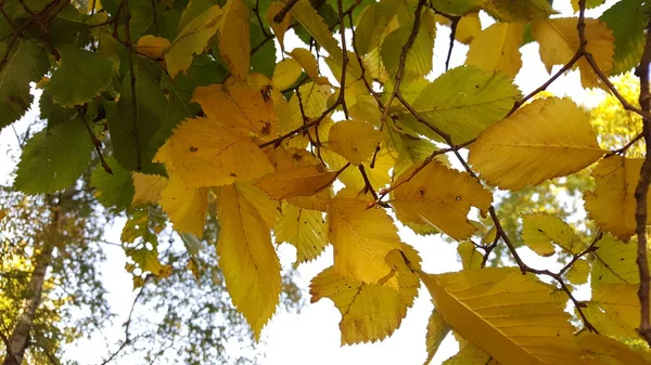 Natural Living Sun Canopy Made Delicate Yellow Green Foliage Autumn — Stock Photo, Image