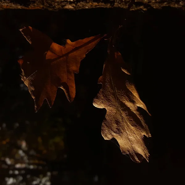 Play Light Shadow Beige Brown Oak Leaves Close Glancing Sunbeam — Stock Photo, Image