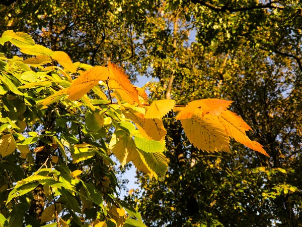 Ein Junger Zweig Einer Ulme Mit Gelb Grünem Buntem Laub — Stockfoto