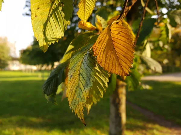 Nahaufnahme Herbstgelber Und Grüner Ulmenblätter Vor Dem Hintergrund Des Parks — Stockfoto