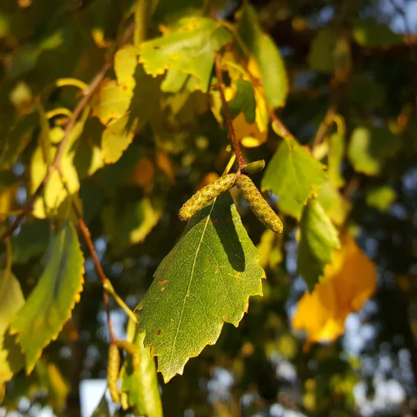 Nahaufnahme Von Birkenkätzchen Vor Dem Hintergrund Des Herbstlichen Laubes Einer — Stockfoto