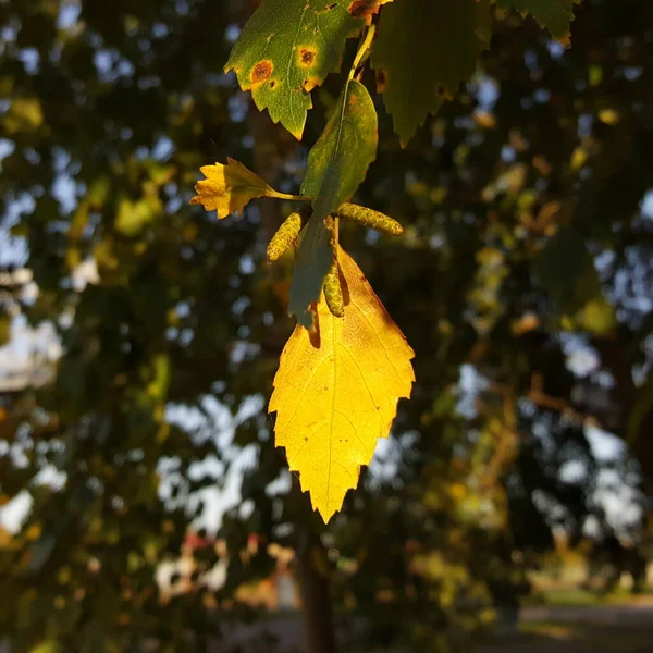 Herbst Birkenkätzchen Und Ein Blatt Schatten Einer Birkenkrone Das Blatt — Stockfoto
