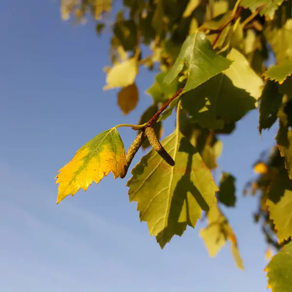 Birch Branch Catkins Yellow Green Leaves Blue Sky Sunlight Golden — Stock Photo, Image