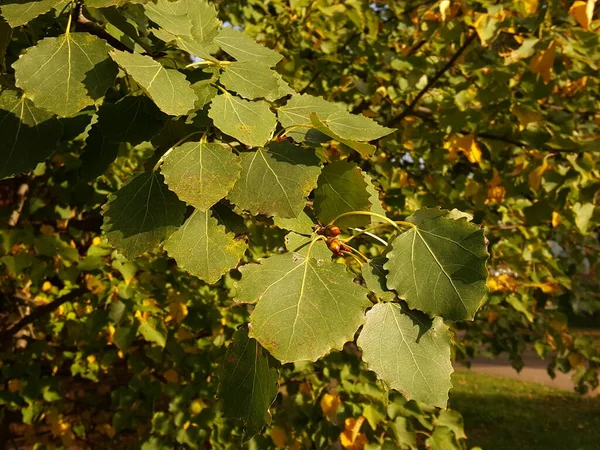 Une Brindille Tremble Avec Des Feuilles Verdâtres Sur Fond Une — Photo