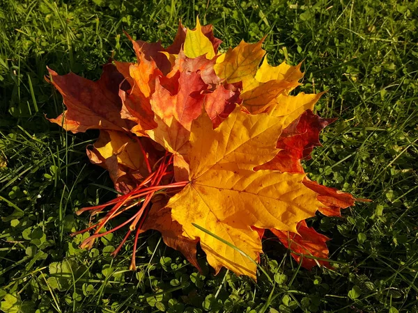 秋の太陽の光の下 緑の芝生の上で花束に赤と黄色のカエデの葉のクローズアップ — ストック写真