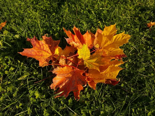 秋の太陽の黄色の光の中で芝生の緑の芝生の上に複数の色のカエデの葉のクローズアップ — ストック写真