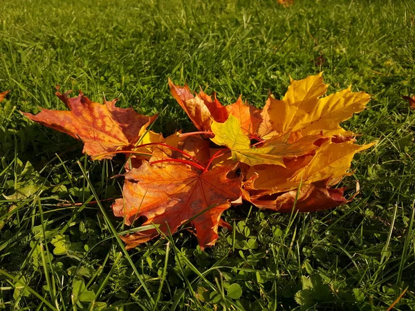 晩秋の太陽の黄金の光の中で芝生の緑の芝生の上に鮮やかな赤黄色の葉のクローズアップ — ストック写真