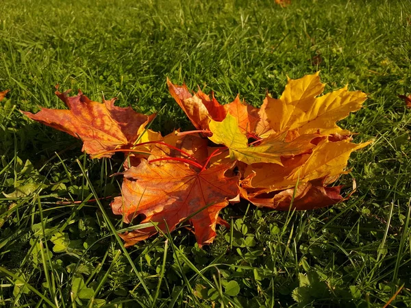 Sebuah Close Daun Merah Kuning Terang Rumput Hijau Dari Halaman — Stok Foto