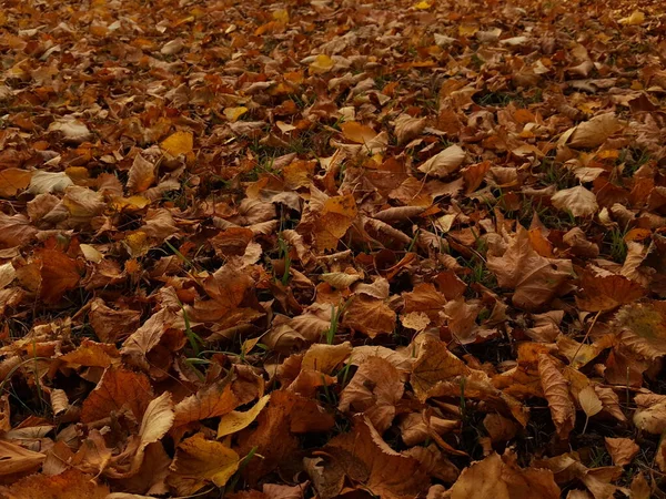 秋天的黄褐色叶子完全覆盖了绿色的草坪 — 图库照片
