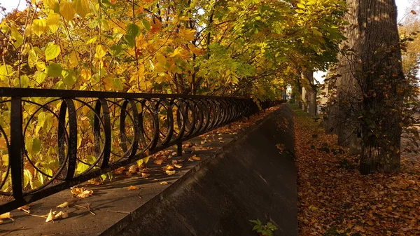 In the landscape of the urban environment, a decorative park fence extending into the distance, against the background of the golden foliage of the autumn park and perennial trees.