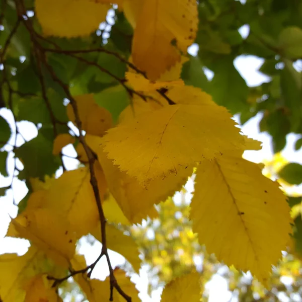 Primer Plano Una Tierna Hoja Olmo Amarillo Sobre Una Ramita —  Fotos de Stock