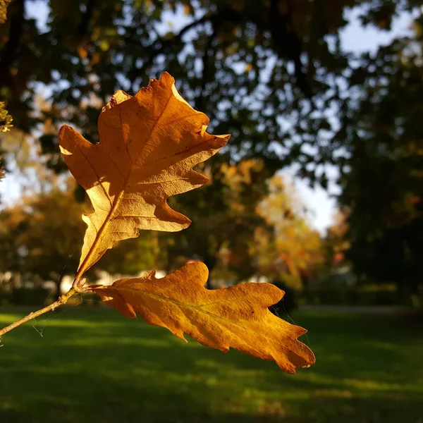 在秋天的公园和蓝天的背景下 米黄色的橡木树叶在阳光的映衬下紧密地生长着 — 图库照片
