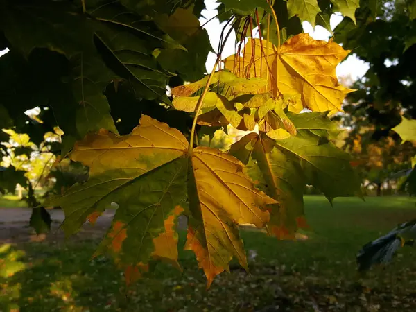秋の夜の黄金の時間に都市公園の背景にメープルフルーツと黄色の緑のカエデの葉のクローズアップ — ストック写真