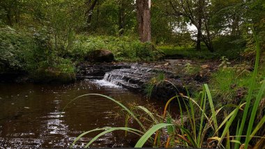 Manzarada bir orman nehrinde küçük bir şelale var. Sonbaharın başlarında, karışık bir ormanın çalılıklarında gizlenmiş..