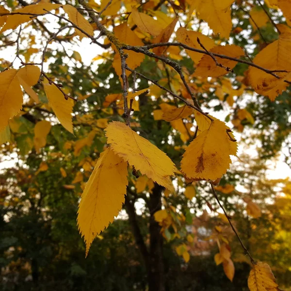 王冠を背景にした秋の公園の木陰に黄色の葉を持つエルムの木の繊細な小枝 本物の秋の気分 — ストック写真