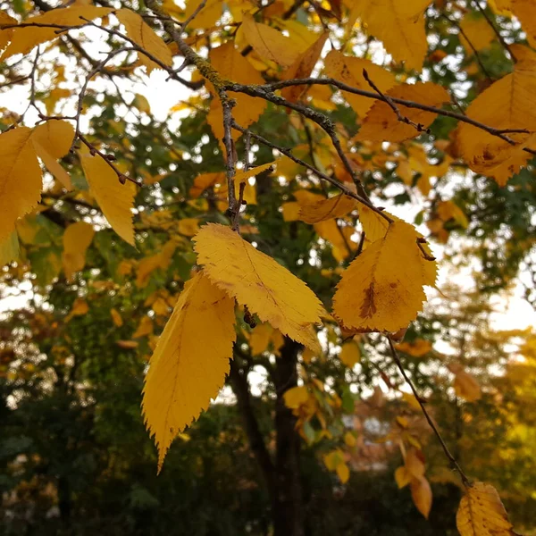 Une Brindille Délicate Orme Aux Feuilles Jaunes Ombre Parc Automne — Photo