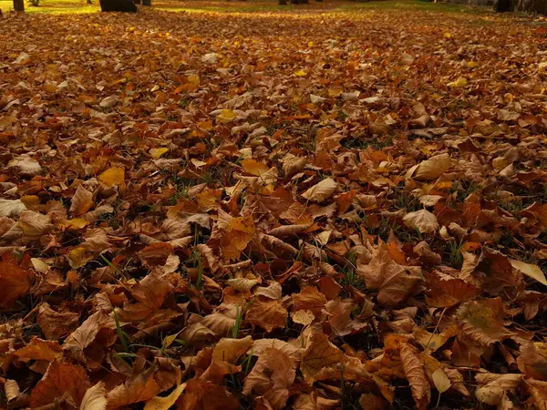 在树冠的树阴下 黄褐色的落叶紧紧地覆盖着绿色的草坪 在草坪的边缘可以看到阳光和绿草 — 图库照片