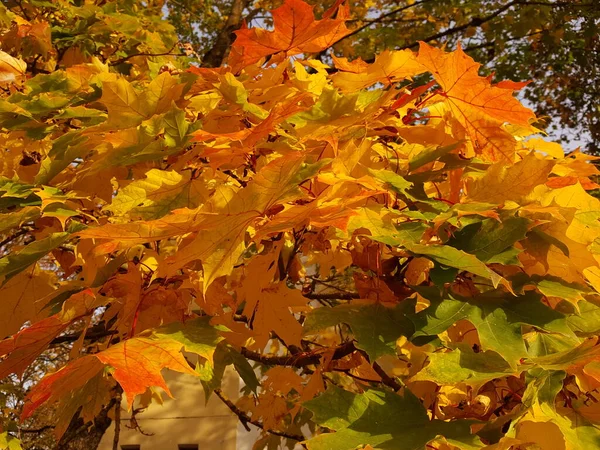 多毛而精致的亮黄色 有许多从绿色到红色的颜色 枫枝上的叶子在明媚的秋天阳光下 — 图库照片