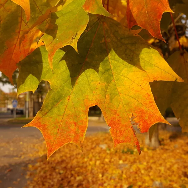 Close-up of a red-yellow-green maple leaf on a branch at the golden hour in the yellow light of the autumn sun against the background of an urban environment.