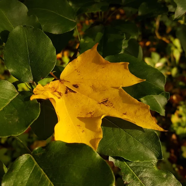 梨の木冠の緑の葉に落ちる秋の黄色のカエデの葉のクローズアップと秋の太陽の黄色の線でキャッチ — ストック写真
