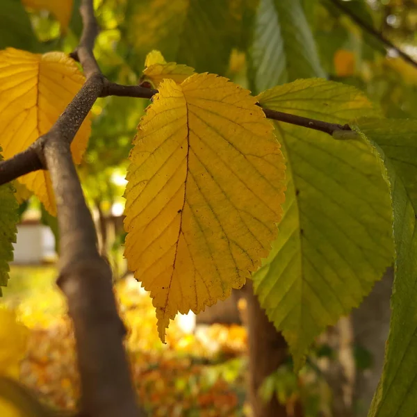 Close Yellow Slightly Greenish Elm Leaf Branch Shade Tree Crown — Stock Photo, Image