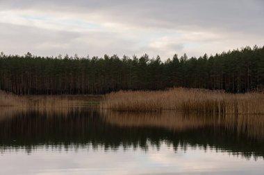 Karanlık bir çam ormanı ve kuru sazlıkların mükemmel yansımasıyla sakin bir sonbahar gölü. Narva, Estonya yakınlarındaki sakin, simetrik doğa manzarası.