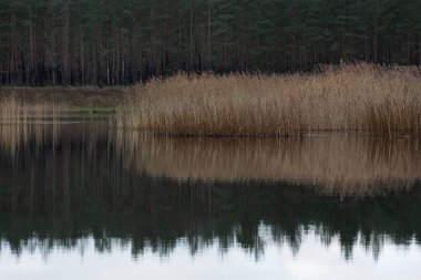 Simetrik doğa manzarası: karanlık çam ormanı ve kuru sazlıklar gri, bulutlu bir gökyüzünün altında sakin bir göle yansıyor. Estonya 'da soğuk Kasım.