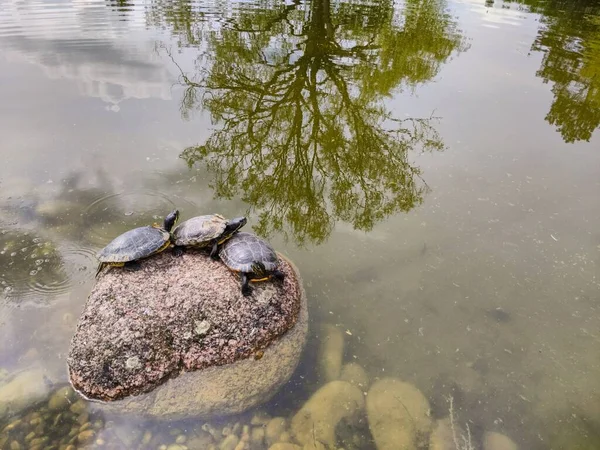 Three turtles line up on a stone together in a pond with the reflection of trees on the water