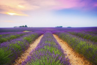 Valensole Platosu, Fransa 'da renkli lavanta tarlaları
