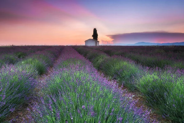 Красочные Поля Лаванды Плато Valensole Франция — стоковое фото