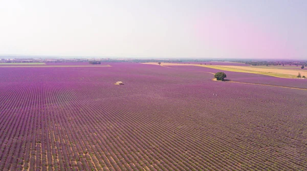 Champs Colorés Lavande Sur Plateau Valensole France — Photo