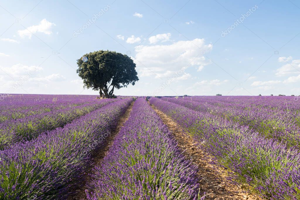 colorful fields of lavender in brihuega, spain