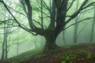 Sisli ormanda güzel bir bahar manzarası